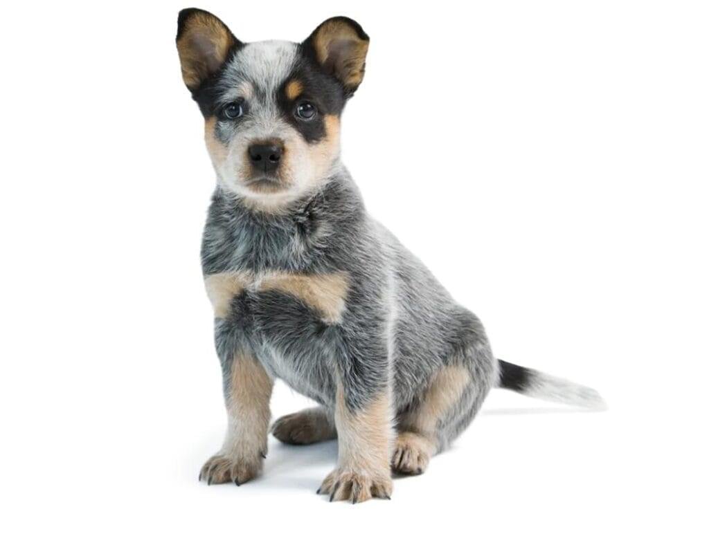 An Australian Cattle Dog sits on the ground