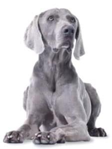 طعام الكلاب