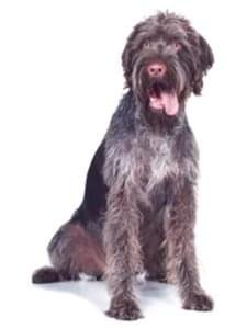 طعام الكلاب