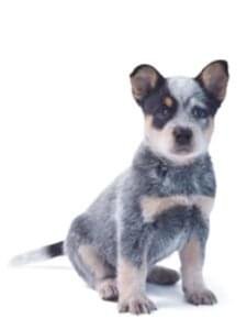 طعام الكلاب